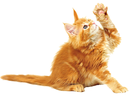 химчистка дивана